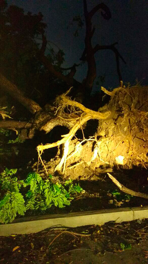 Un frondoso árbol ubicado en el hospital Eduardo Arredondo Daza, sede San Martín se vino al suelo.