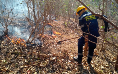 10.000 hectáreas de bosques quemadas en Cesar