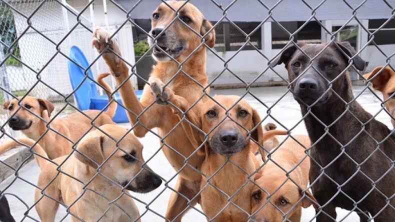 Concejo de Valledupar aprobó proyecto para la protección animal - EL PAÍS VALLENATO Concejo de Valledupar aprobó proyecto para la protección animal - EL PAÍS VALLENATO