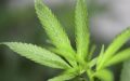 Estudio indica que componentes del cannabis podrían prevenir contagios de covid-19