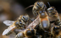 26 personas lesionadas dejó un ataque de abejas en Cali