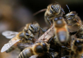 26 personas lesionadas dejó un ataque de abejas en Cali