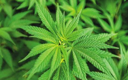 Empresarios dicen que es urgente que regulen la activación de la industria del cannabis