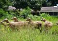Modelo productivo de carne ovina enfocado  a condiciones agroclimáticas de trópico bajo
