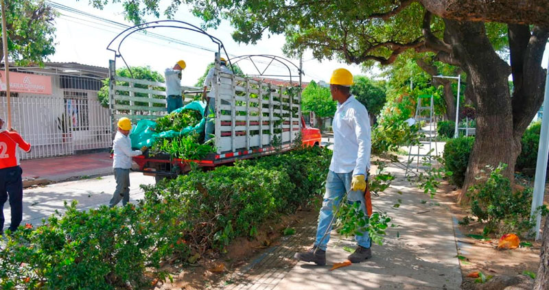Nearly a thousand trees will be intervened in Valledupar