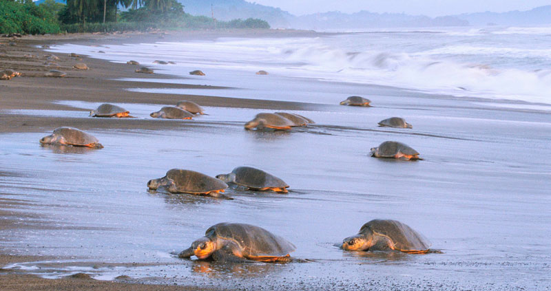 DNA remains found in a fossil turtle that lived in Panama 6 million years ago
