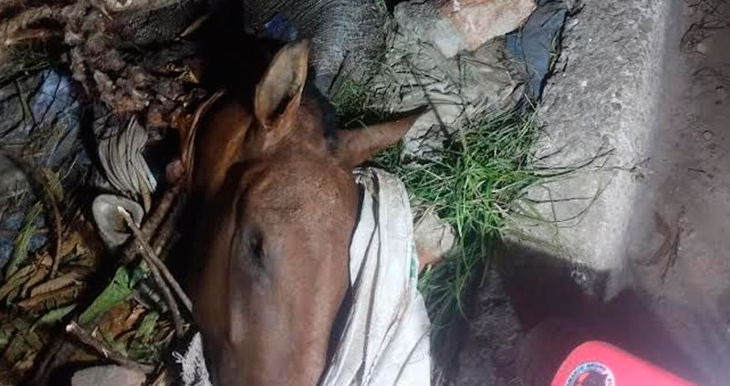 Preocupación en Valledupar por posible venta ilegal de carne de caballo