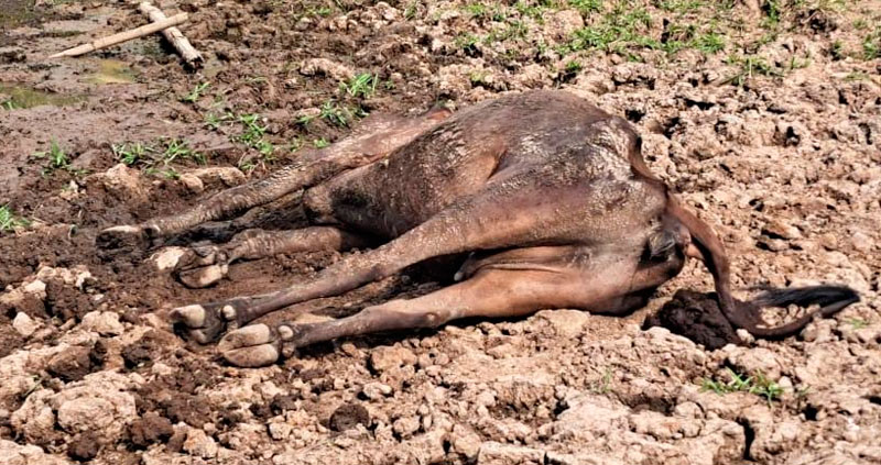 Death of cattle reported due to the El Niño phenomenon