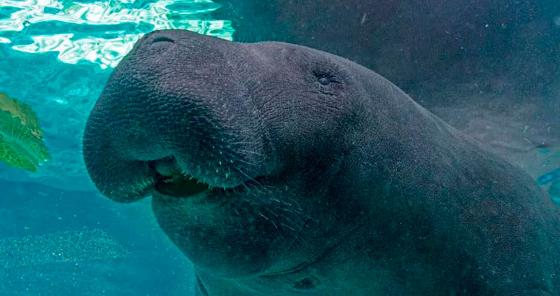 Fishermen rescued many manatees trapped within the Magdalena River