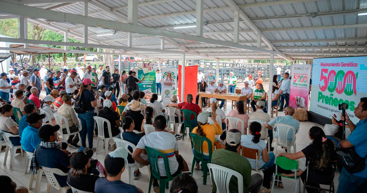 Gobernación del Cesar lanza programa para generar 5.000 preñeces bovinas 