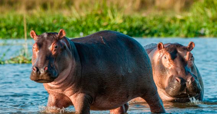 Instituciones de investigación respaldan aplicación de la eutanasia a hipopótamos de Escobar