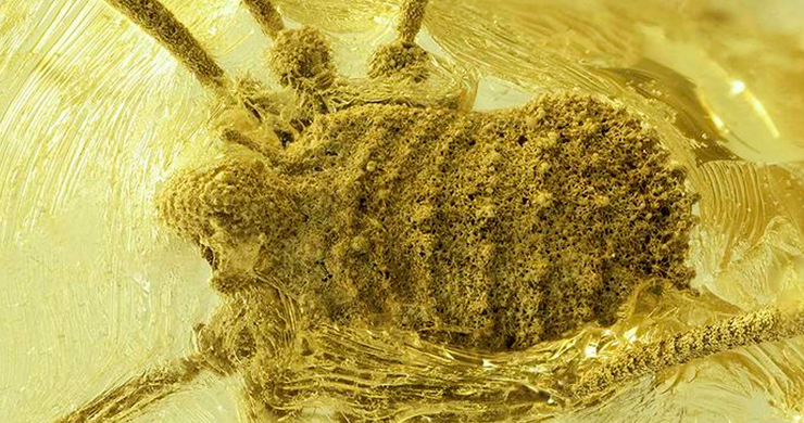 Hallan una ‘sopresa’ en un ámbar de unos 35 millones de años